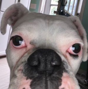 Meet your Posher, Barbara